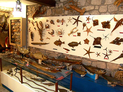 Muzej školjki u Makarskoj