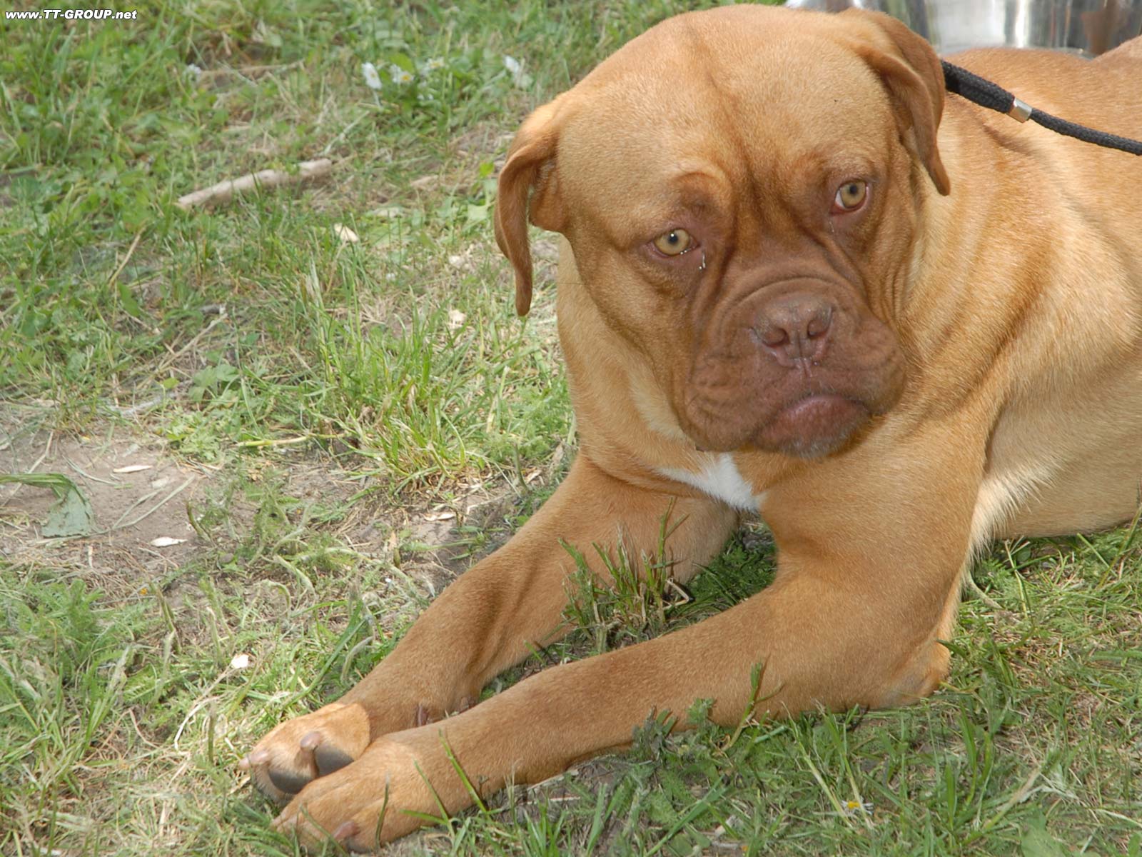 Buldog 2 Dog's photo