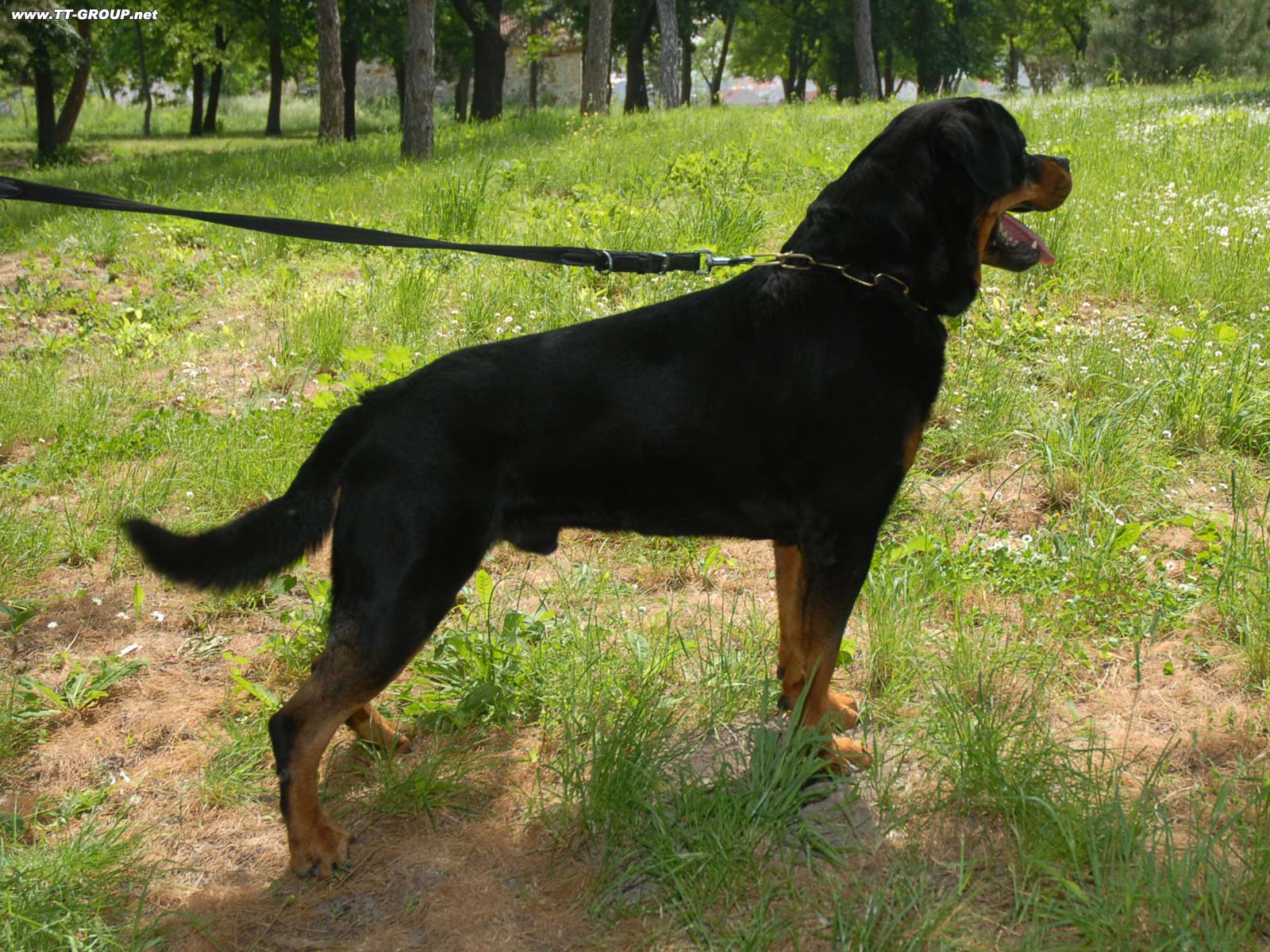 Rotfajler Dog's photo
