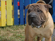 Slika buldoga