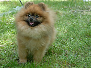Pudlica