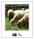 Fotografije faune Srbije