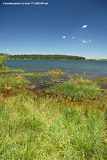 Vlasinsko-Jezero-trava.jpg