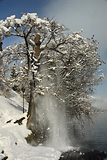 Snezni odron na Bledu
