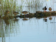 Divlje plovke, Lido, Zemun, Beograd