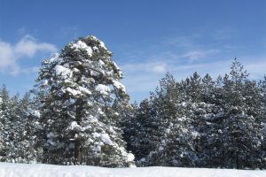 Zlatibor winter