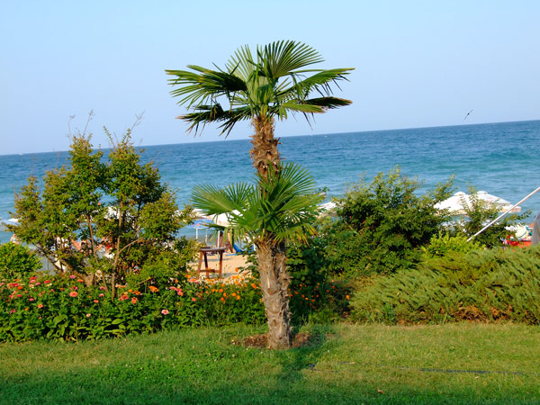 Palma na plaži u Albeni