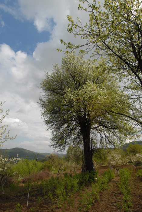 Gnila Kruša ili u prevodu na srpski kruška koja je prezrela.