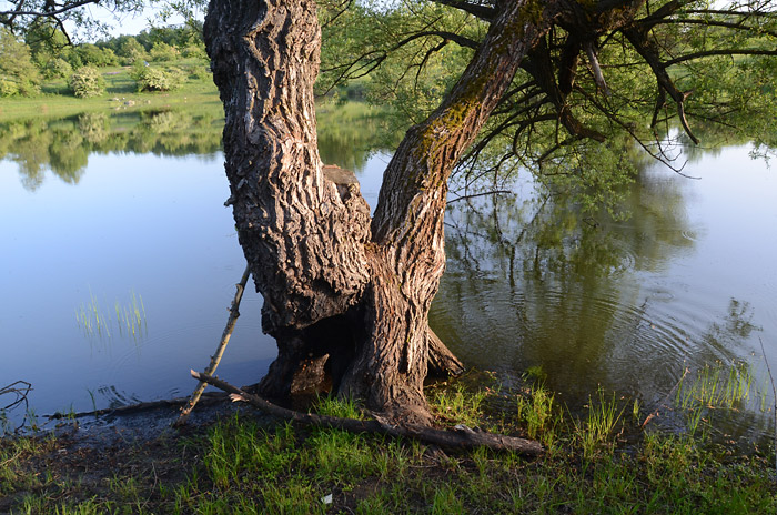 Romantični detalj sa jezera. Drvo u vodi, jezero Vrmdža, slika iz opštine Sokobanja, Jugoistočna Srbija.