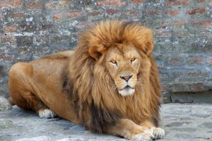 Slika lava, kralja životinja, Beogradski Zoološki vrt