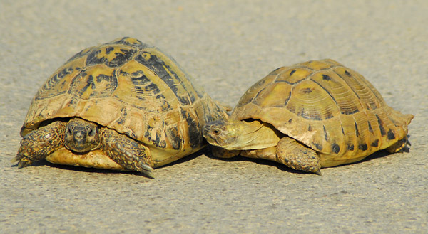 Ljubav između kornjača na putu