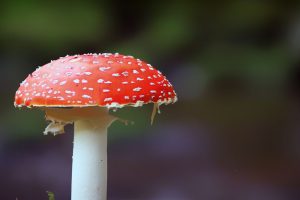 Pecurka