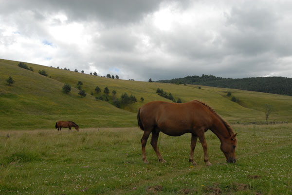 Društvo