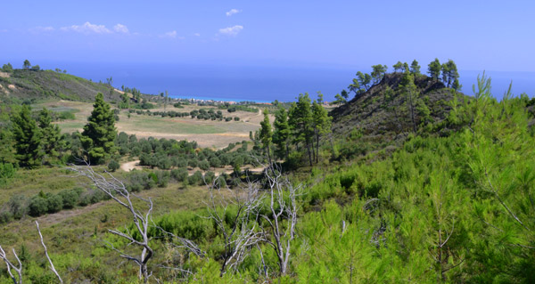 Kasandra, maslinjaci i borovi