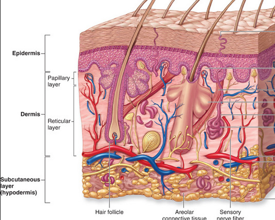 Struktura kože