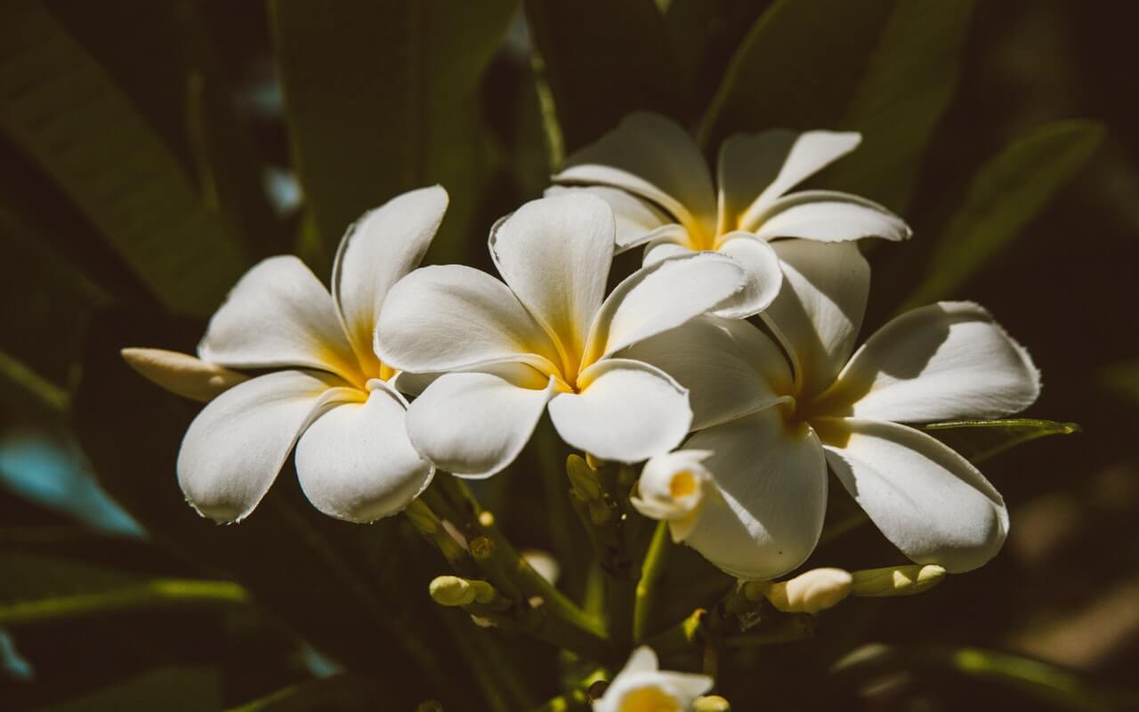 beli-cvetovi-vrt