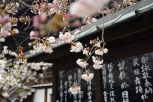 beli-cvetovi-trešnja-japanski-vrt