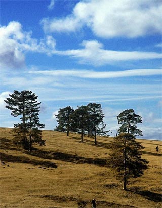 Zlatni Bor