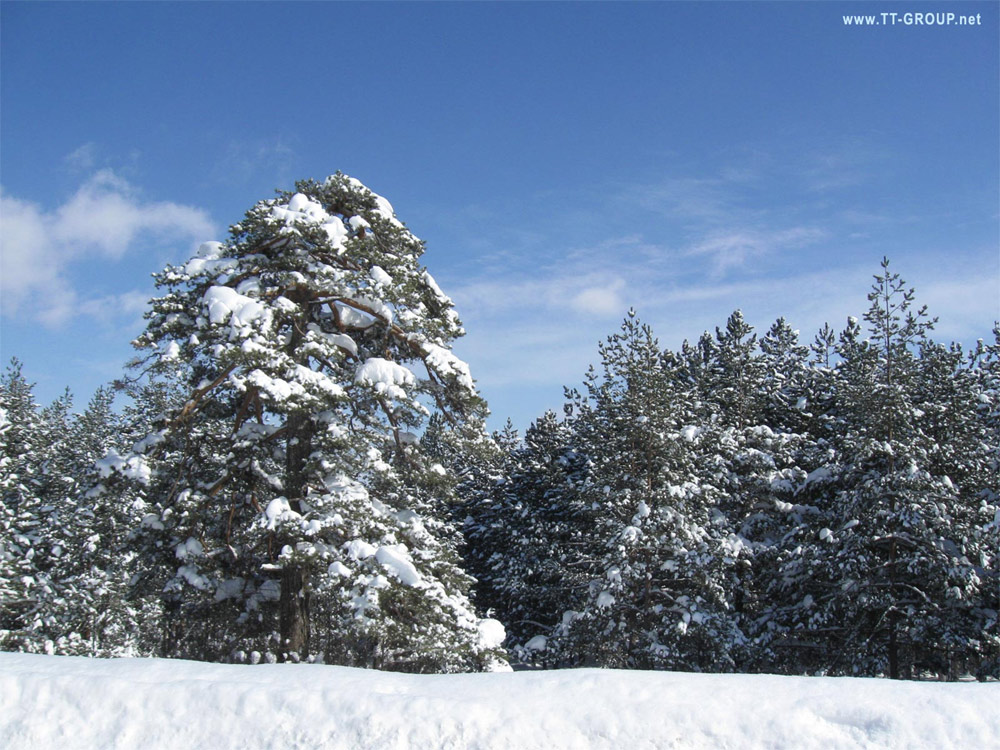 Zlatibor winter