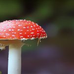 Pecurka