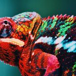 Kameleon